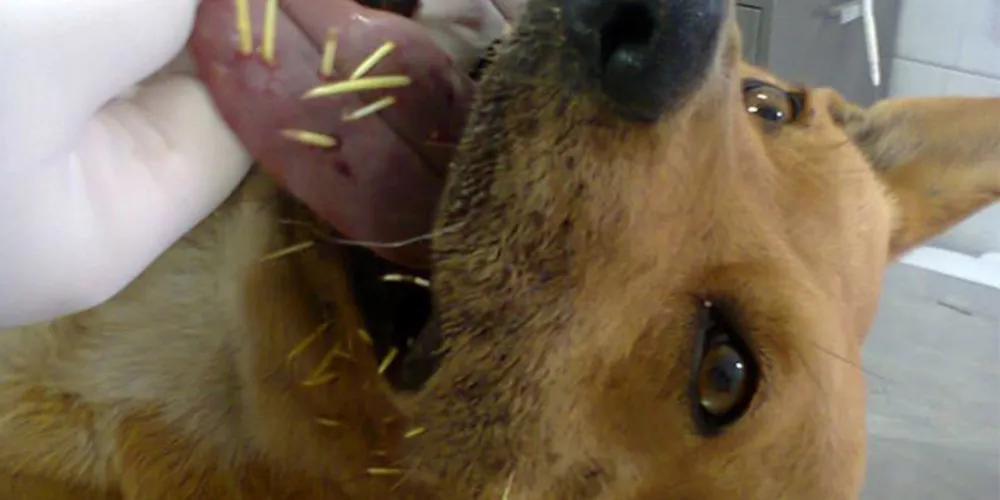 Imagem ilustrativa da imagem Cachorra morde ouriço e ONG busca adoção