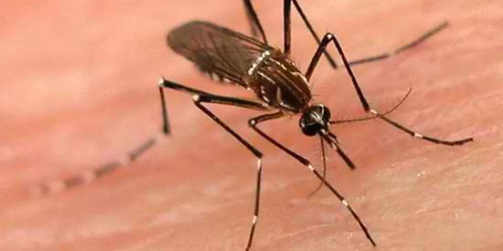 Imagem ilustrativa da imagem Vacina contra dengue reduz 95% dos casos graves da doença