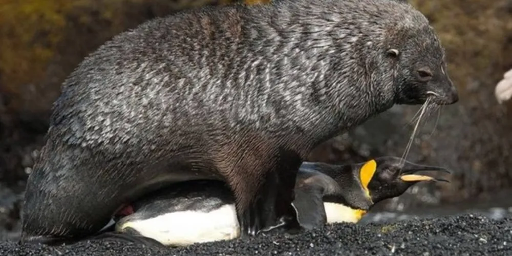 Imagem ilustrativa da imagem Focas estupram pinguins e intrigam estudiosos