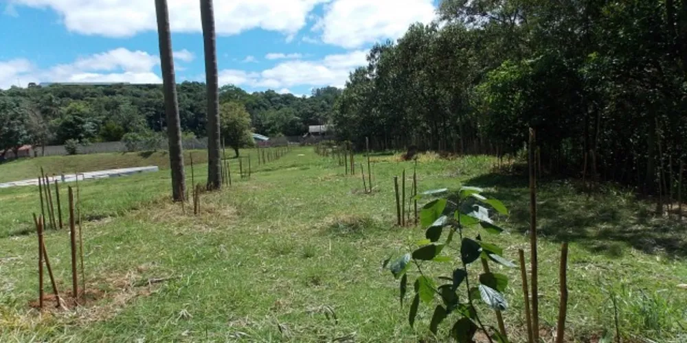 Imagem ilustrativa da imagem Sanepar implanta 'barreiras naturais' em estações de esgoto da região
