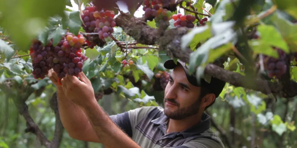 Imagem ilustrativa da imagem Produtores de uva iniciam colheita da fruta na região
