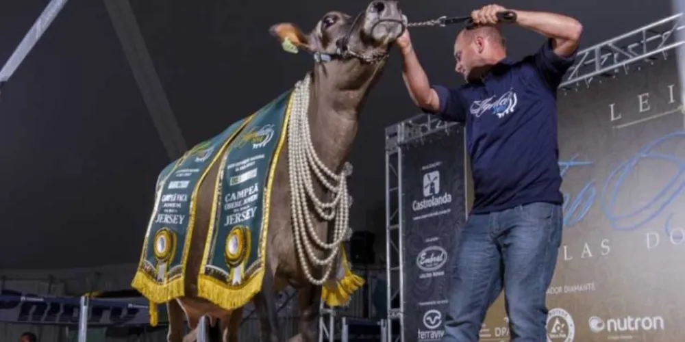 Imagem ilustrativa da imagem Leilão de animais ganha nova ferramenta