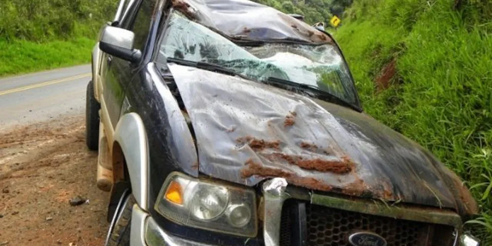 Imagem ilustrativa da imagem Motorista bate o carro ao desviar de animal na pista