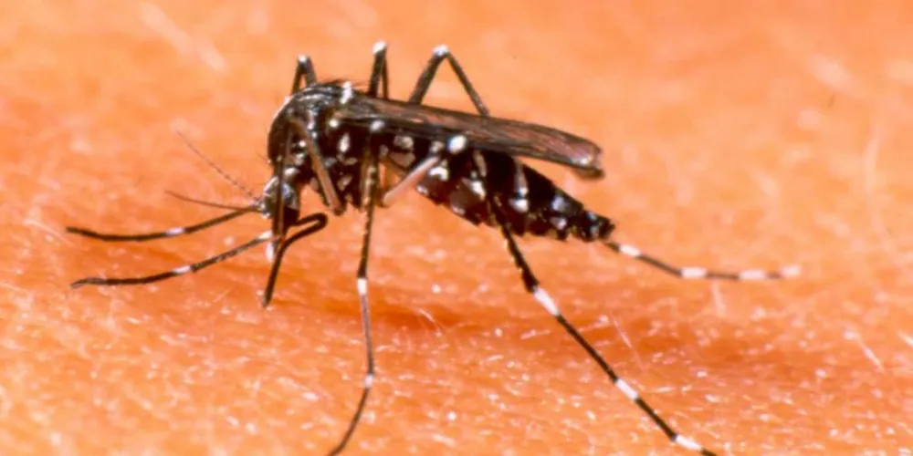 Imagem ilustrativa da imagem Brasil enfrentará primeiro verão com dengue e chikungunya