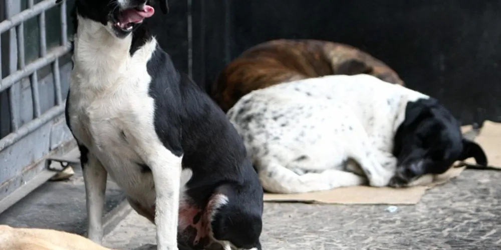 Imagem ilustrativa da imagem PG terá comissão de defesa de direitos dos animais de rua