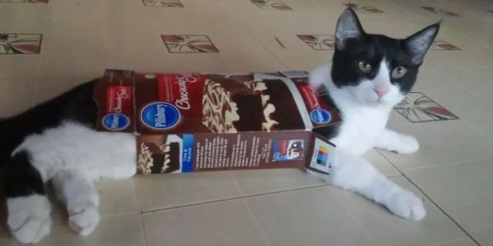 Imagem ilustrativa da imagem Tente entender: gatos presos em lugares improváveis