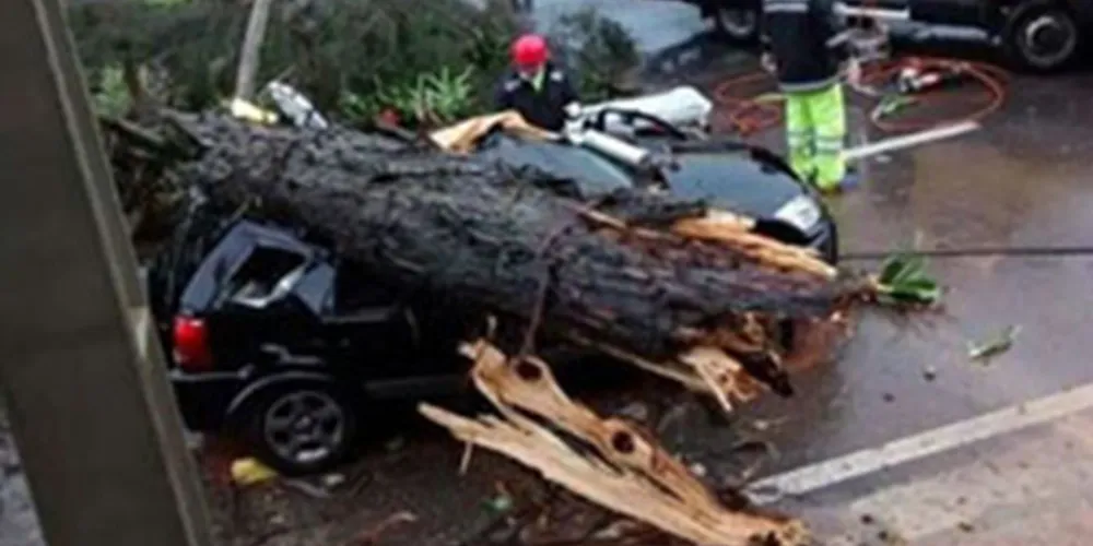 Imagem ilustrativa da imagem Árvore ‘invade’ pista da BR-376 e cai sobre carro em movimento