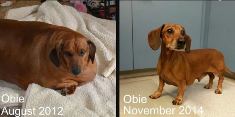 Imagem ilustrativa da imagem Cão ‘salsicha’ perde quase 25 kg e é destaque de calendário
