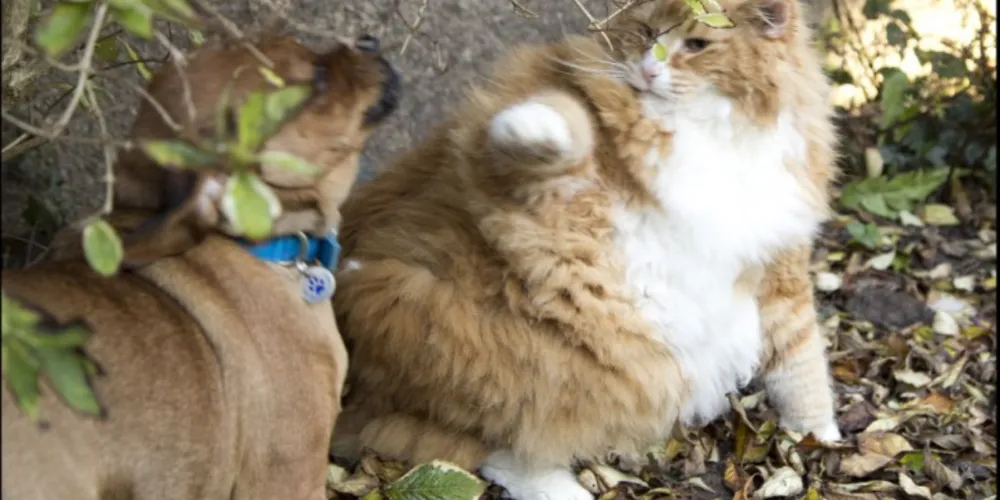 Imagem ilustrativa da imagem Dono de gato gordo compra cão para ‘estimular’ exercícios 
