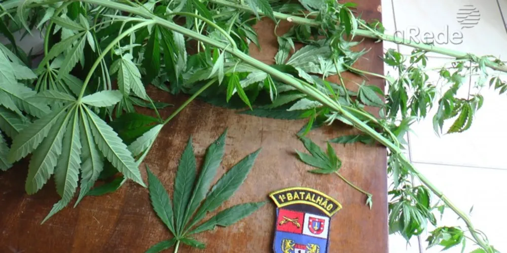 Imagem ilustrativa da imagem Operação desmantela quadrilha com maconha 'poderosa'