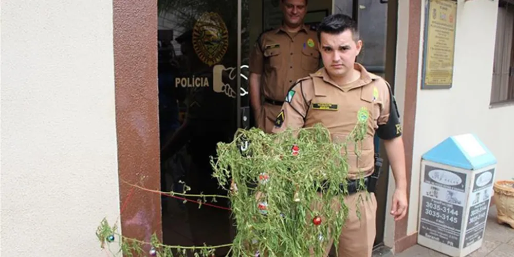 Imagem ilustrativa da imagem PM apreende pé de maconha usado como árvore de Natal