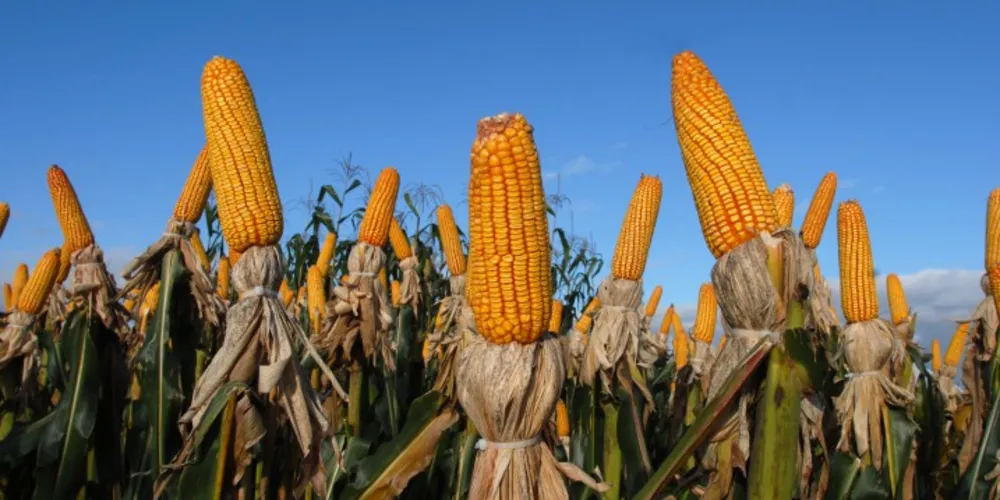 Imagem ilustrativa da imagem Agricultura prevê queda de 4% na produção de feijão, milho e soja