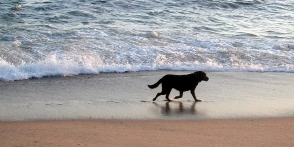 Imagem ilustrativa da imagem Governo dá dicas de como levar animais para as praias