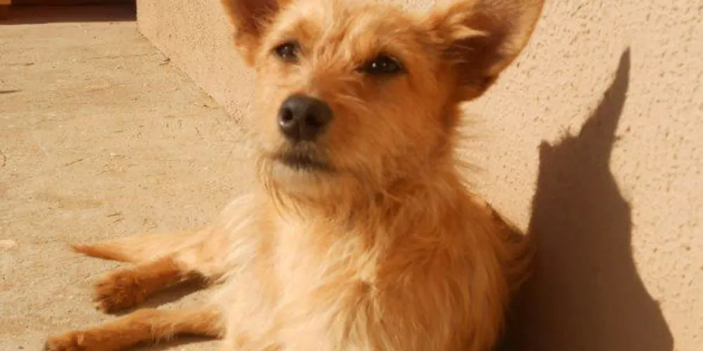 Imagem ilustrativa da imagem Mulher procura cachorra desaparecida há 7 meses
