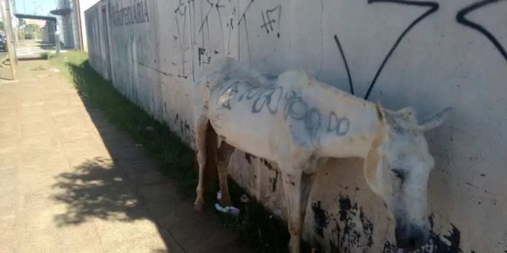 Imagem ilustrativa da imagem Cavalo é 'pichado' e revolta internautas em PG