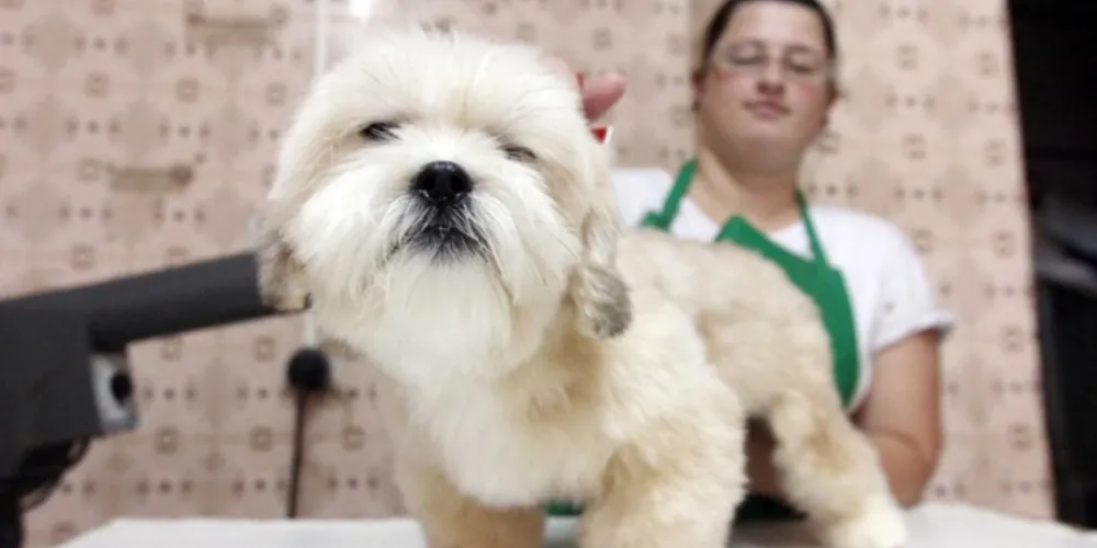 Imagem ilustrativa da imagem Fiscalização em pet shops aumenta após novas regras