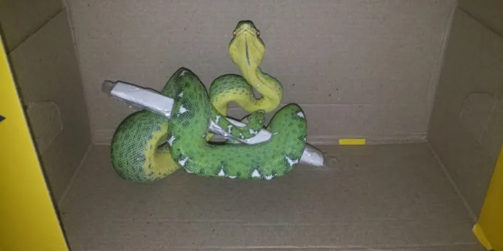 Imagem ilustrativa da imagem Agentes dos Correios acham serpente em encomenda no RS