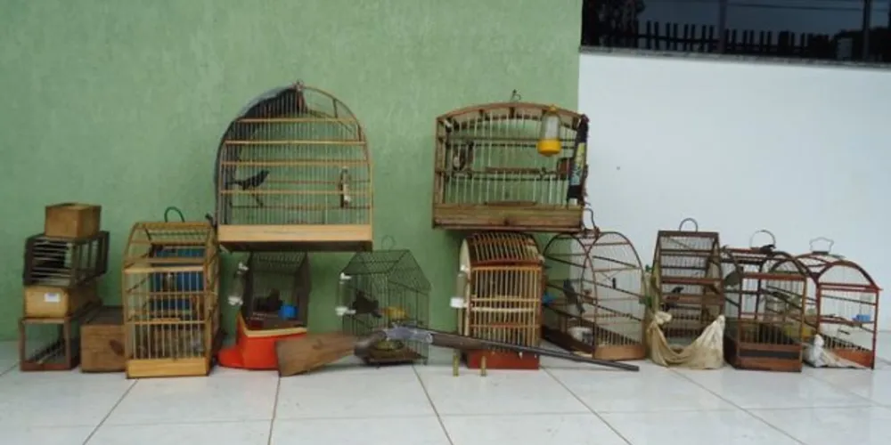 Imagem ilustrativa da imagem Polícia resgata animais silvestres vítimas de maus tratos 