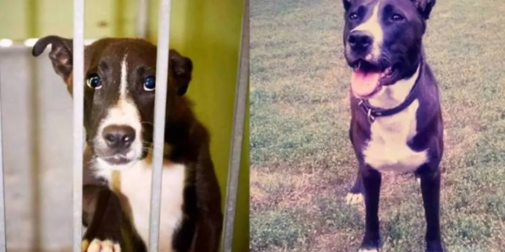 Imagem ilustrativa da imagem Fotos mostram a reação de cachorros após serem adotados