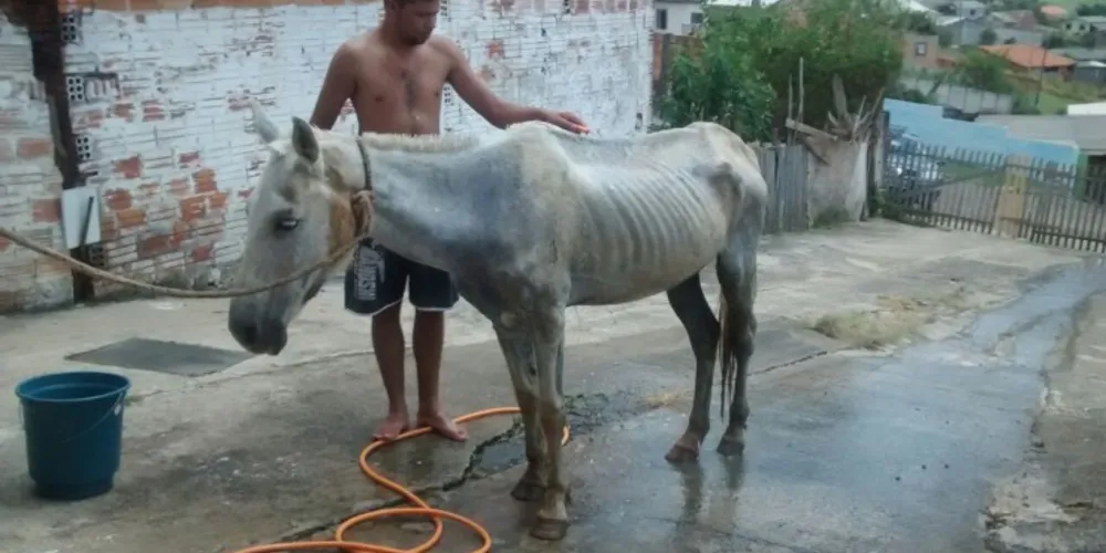 Imagem ilustrativa da imagem Morre égua que foi pichada em Ponta Grossa