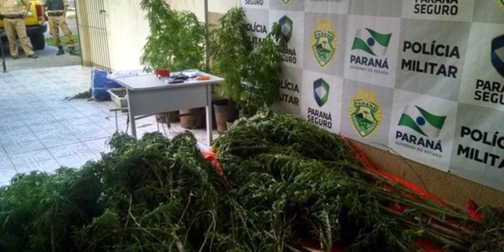 Imagem ilustrativa da imagem Professora universitária é presa em ‘laboratório’ de maconha 