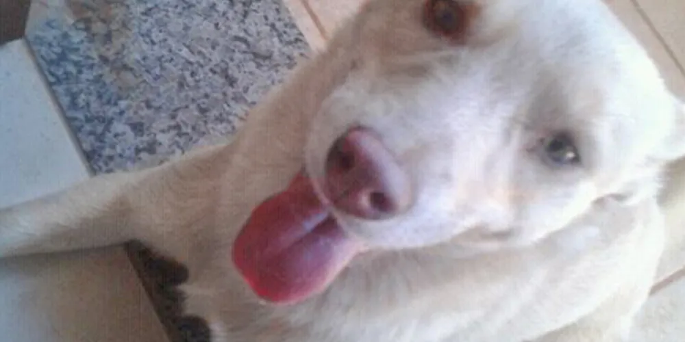 Imagem ilustrativa da imagem Família procura cachorrinha desaparecida