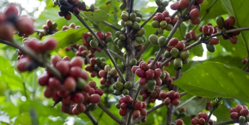 Imagem ilustrativa da imagem Produção de café pode chegar a 46 milhões de sacas neste ano