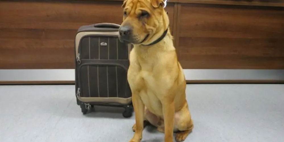 Imagem ilustrativa da imagem Cachorro é abandonado com mala em estação ferroviária na Escócia