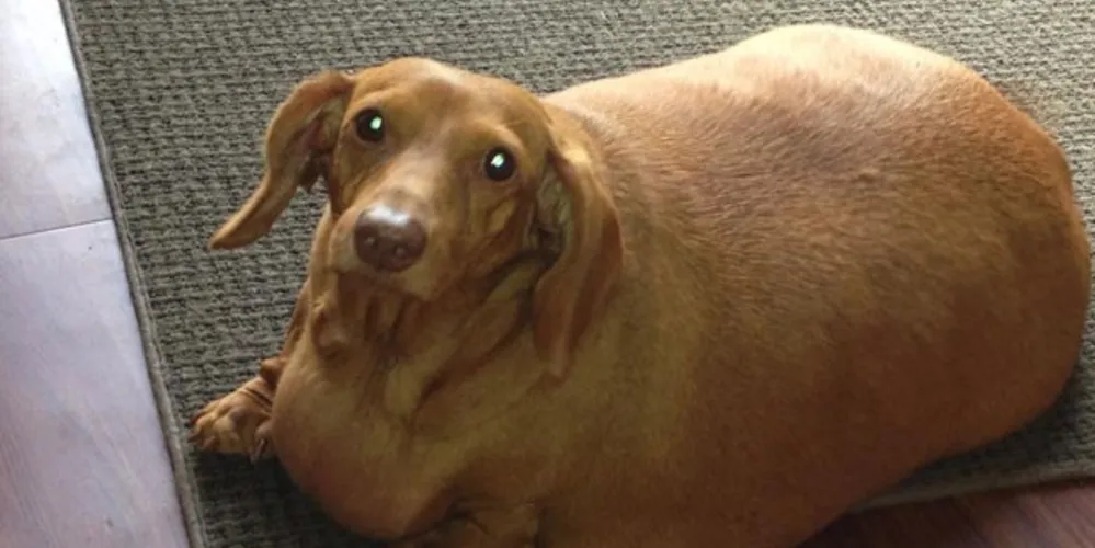 Imagem ilustrativa da imagem Cão 'salsicha' perde quase 20 kg com dieta e exercícios
