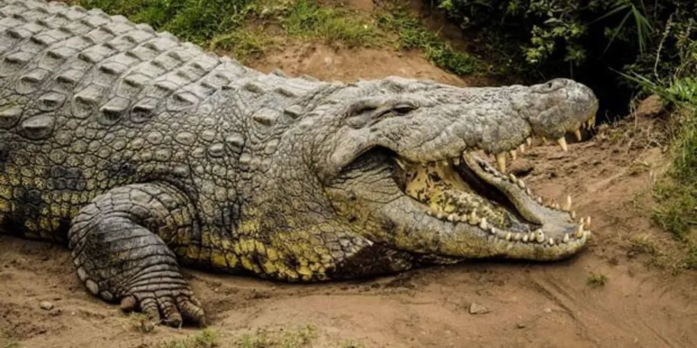 Imagem ilustrativa da imagem Crocodilo 'garanhão' completa 114 anos com mais de sete mil filhotes