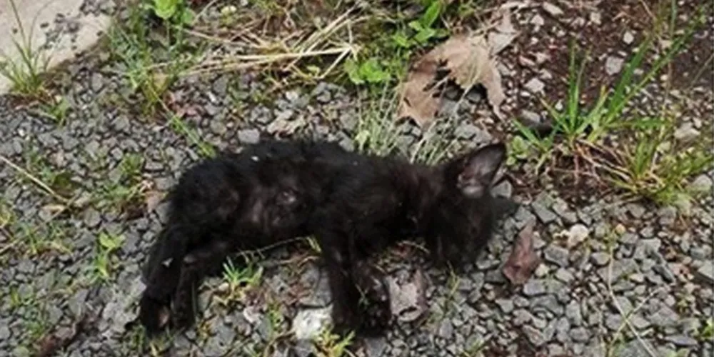Imagem ilustrativa da imagem Internauta denuncia crueldade contra gatos na UEPG