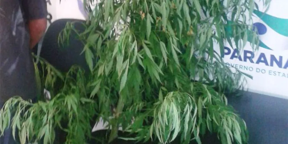 Imagem ilustrativa da imagem Polícia Militar apreende pés de maconha em Castro