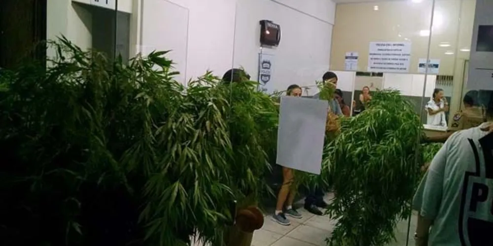 Imagem ilustrativa da imagem Casal é preso com 14 pés de maconha no quintal de casa