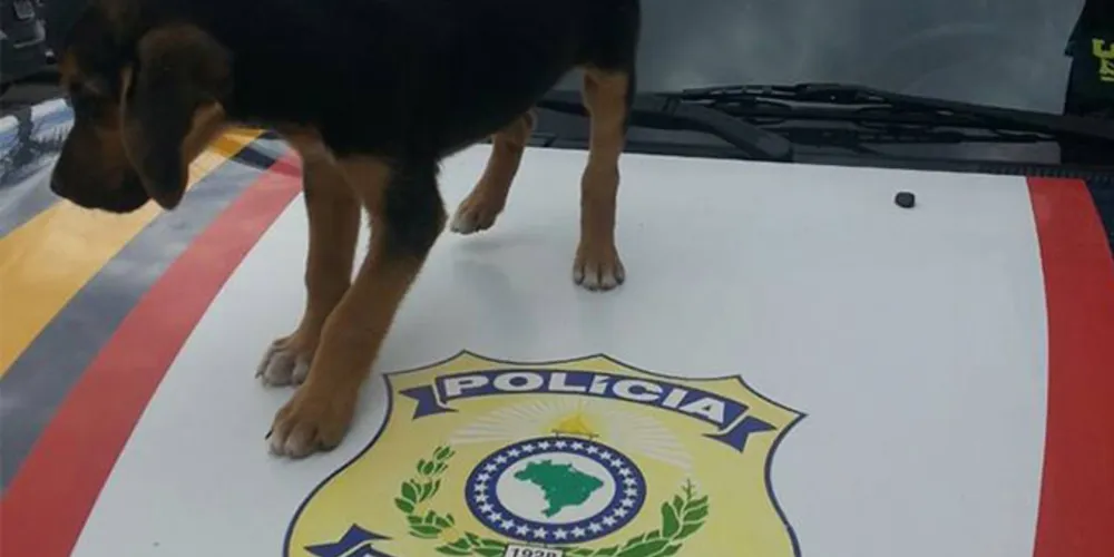 Imagem ilustrativa da imagem PRF resgata cachorro abandonado na região de Curitiba