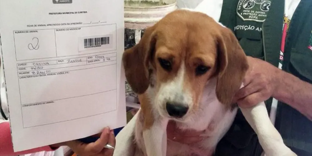 Imagem ilustrativa da imagem Denúncia leva à apreensão de 18 animais em canil clandestino