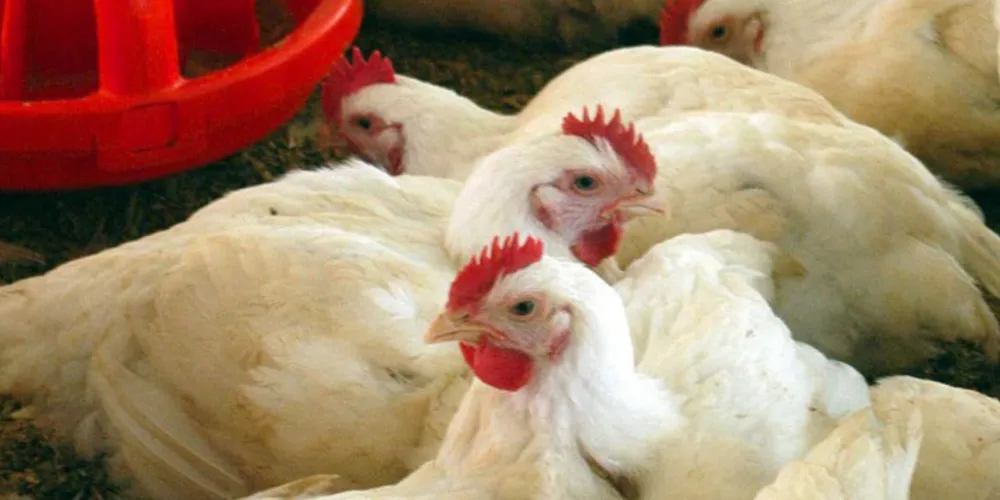 Imagem ilustrativa da imagem Exportação de frango cai 9,8% em janeiro