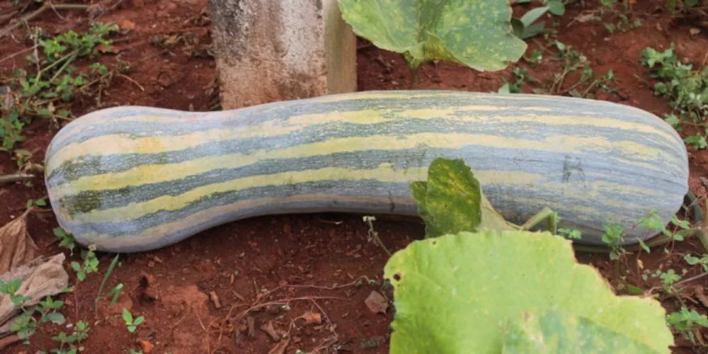 Imagem ilustrativa da imagem Abóbora gigante chama a atenção em Vila de PG