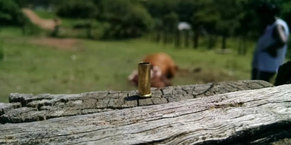 Imagem ilustrativa da imagem Ladrões invadem sítio e matam vaca a tiros para furtar carne