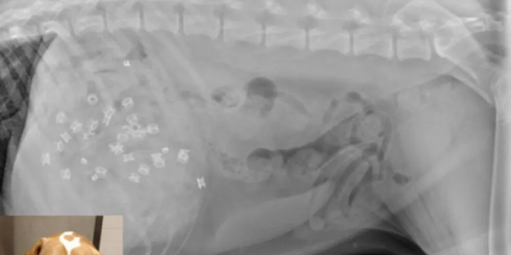 Imagem ilustrativa da imagem Cão ‘devora’ botas de couro e tem que passar por cirurgia