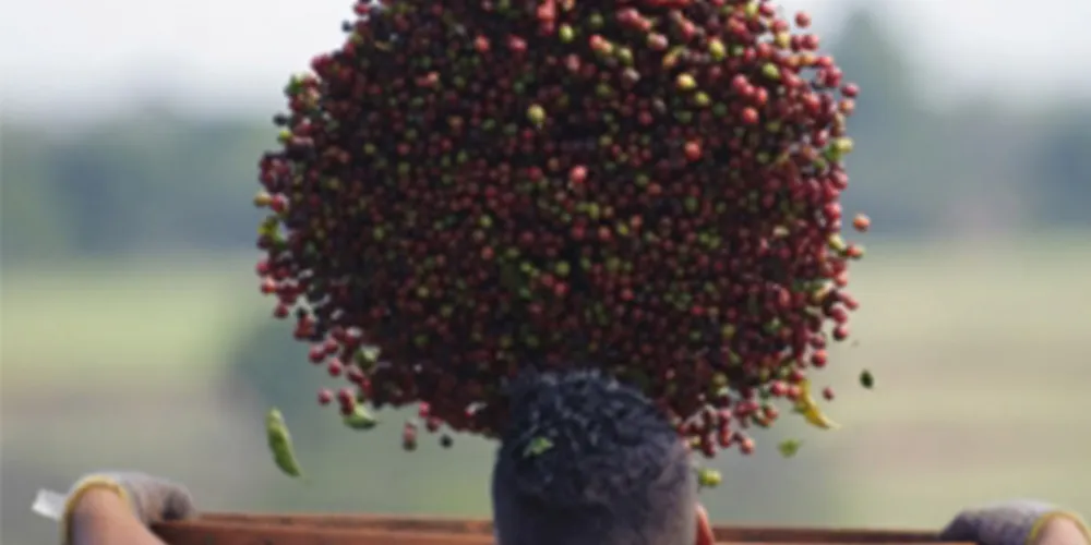 Imagem ilustrativa da imagem Exportações de café brasileiro crescem 4,35% em janeiro