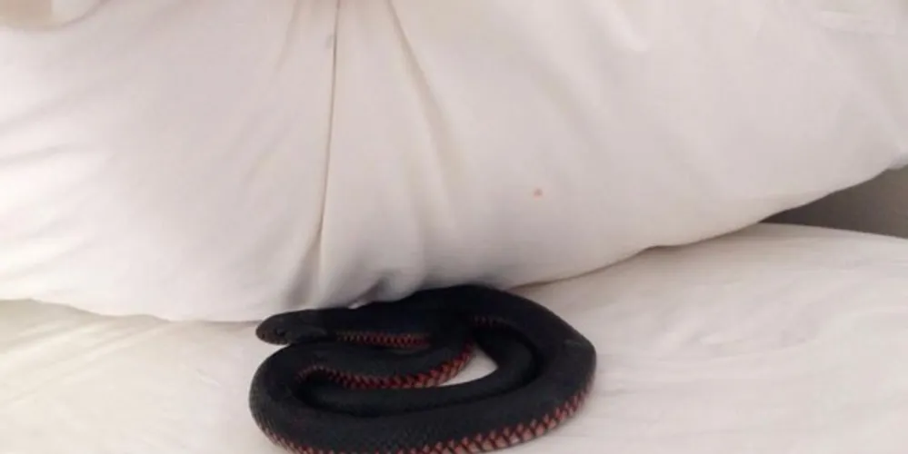 Imagem ilustrativa da imagem Família encontra cobra debaixo de travesseiro na Austrália