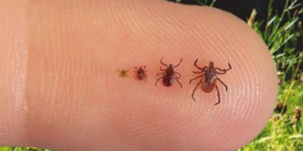 Imagem ilustrativa da imagem Confirmada morte de criança por febre maculosa no Paraná