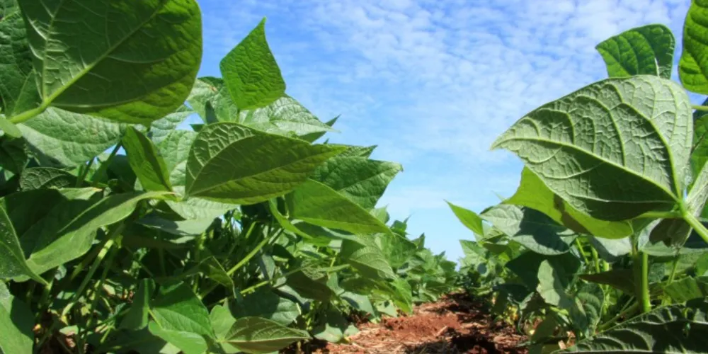 Imagem ilustrativa da imagem Campanha ‘Plante seu Futuro’ reduz uso de químicos