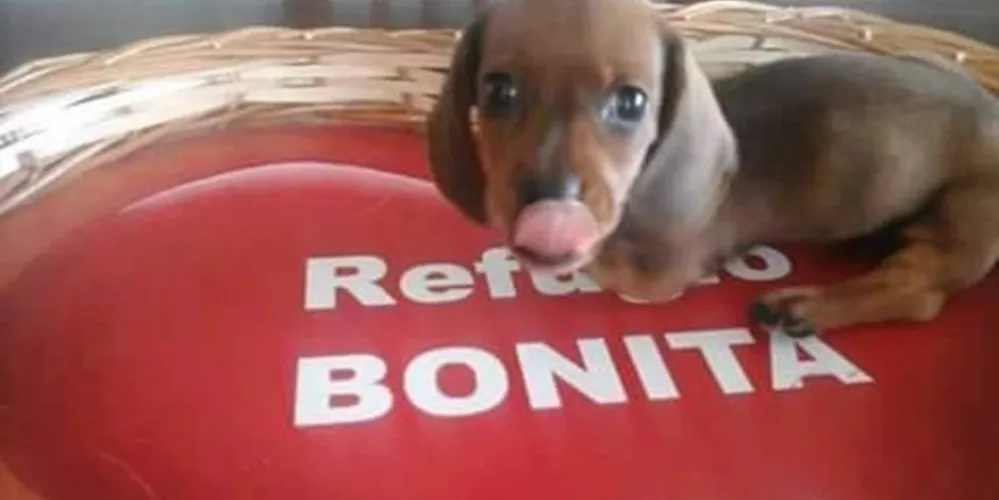 Imagem ilustrativa da imagem Homem viaja 1.200 km para adotar cachorro de duas patas