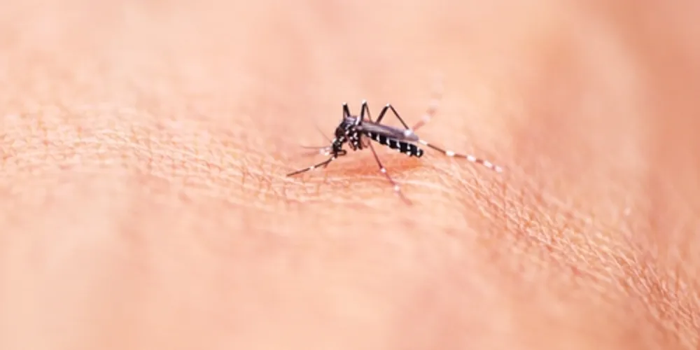 Imagem ilustrativa da imagem Primeira morte por dengue de SP em 2015 é confirmada