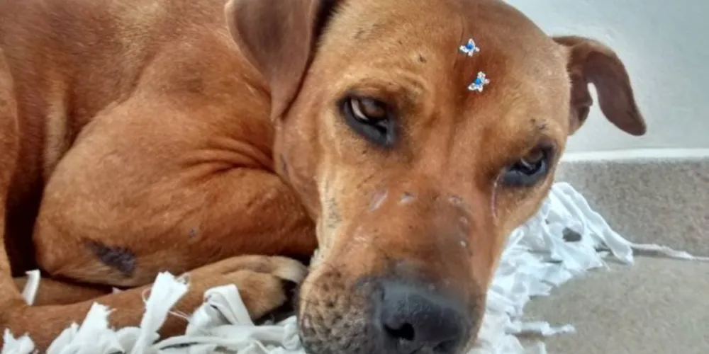Imagem ilustrativa da imagem Internautas de PG fazem campanha para adoção de cão