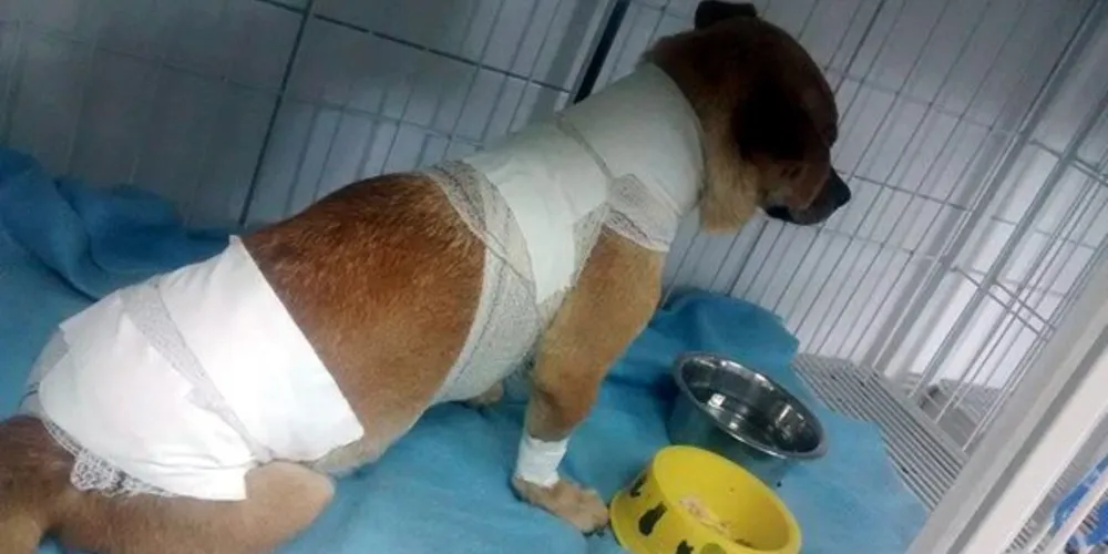 Imagem ilustrativa da imagem Musa do Atlético faz campanha para ajudar cão resgatado