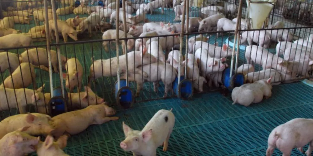 Imagem ilustrativa da imagem Certificação fortalecerá o mercado da carne suína