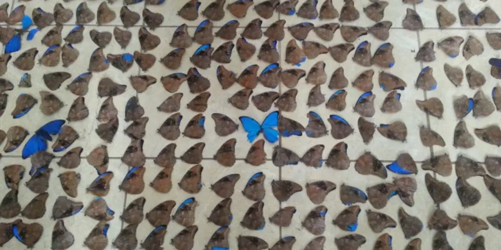 Imagem ilustrativa da imagem Polícia Ambiental apreende 1,1 mil borboletas