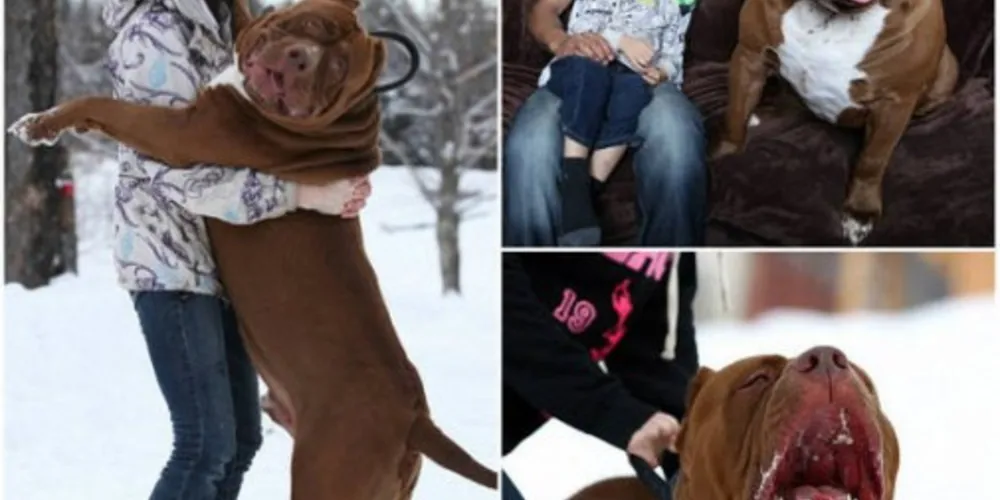 Imagem ilustrativa da imagem Pitt Bull é o maior do mundo e pode crescer ainda mais